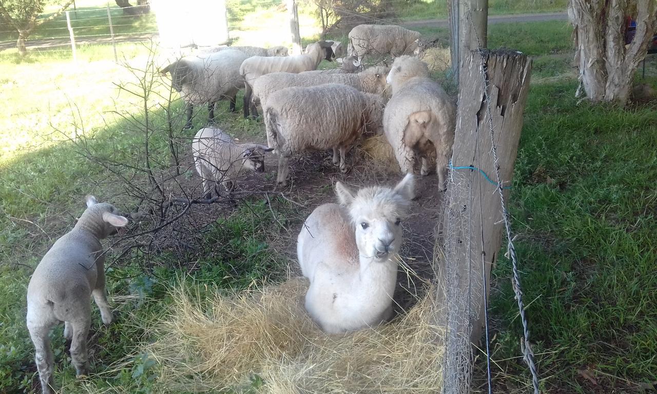 Ripples N Tonic Farmstay Ventnor Esterno foto