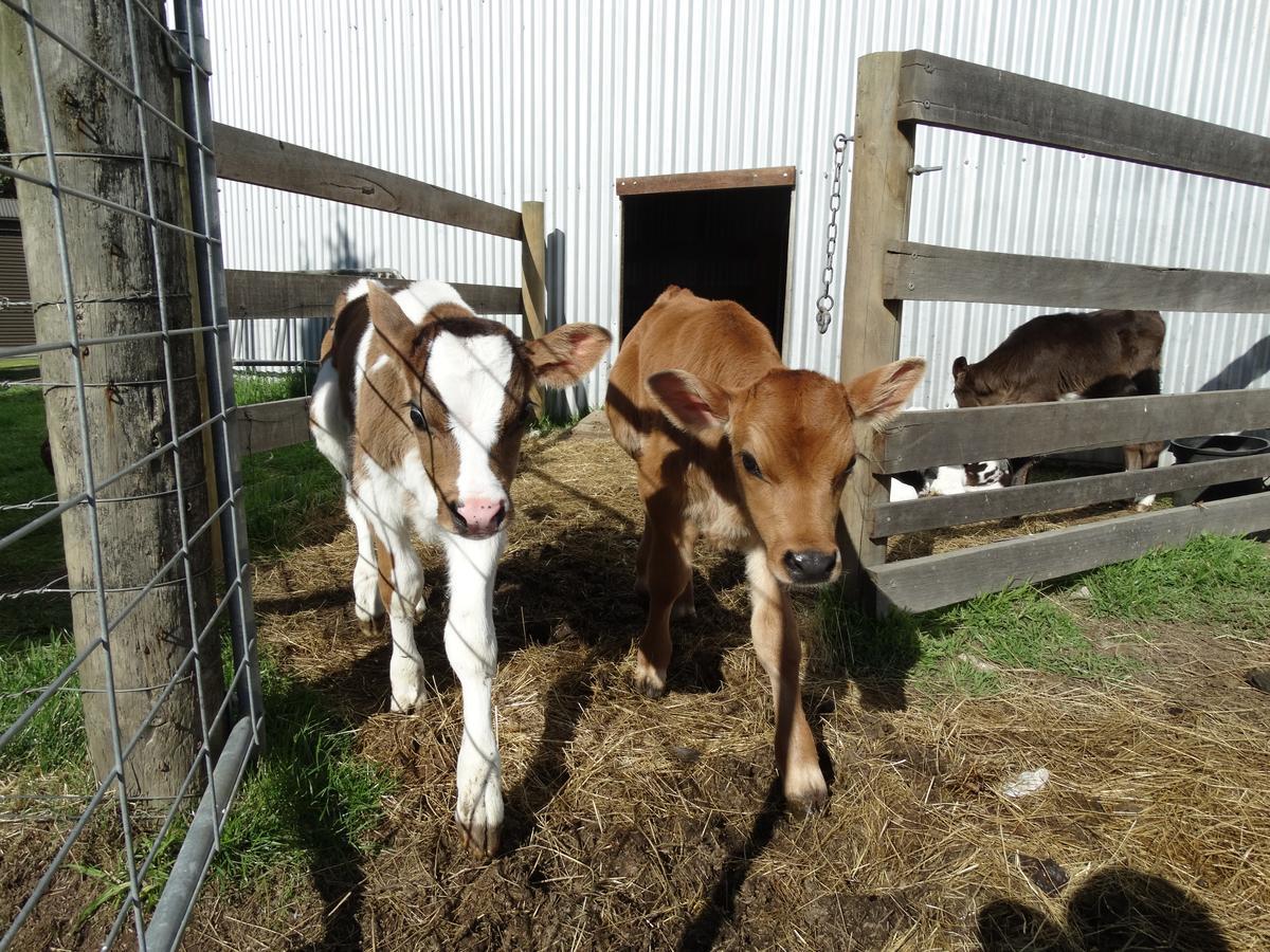 Ripples N Tonic Farmstay Ventnor Esterno foto